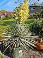 Yucca Rigida in bloei, Ophalen
