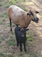 Kameroen schapen, Dieren en Toebehoren, Vrouwelijk, Schaap, 0 tot 2 jaar