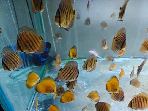 Nakweek discusvissen beschikbaar, Dieren en Toebehoren, Vissen | Aquariumvissen, Zoetwatervis, Vis, Schoolvis