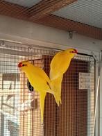 Kakariki, Dieren en Toebehoren