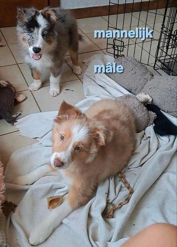 Tricolor, bleu en red merle border collie pups op boerderij beschikbaar voor biedingen
