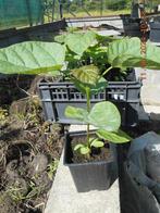 Catalpas, Tuin en Terras, Ophalen, Volle zon, Overige soorten, 250 tot 400 cm