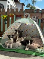 Border collie pups, Dieren en Toebehoren, Honden | Herdershonden en Veedrijvers, België, CDV (hondenziekte), 8 tot 15 weken, Meerdere