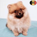 Super schattige Kleine Keesjes - pups te koop (Belgisch), Dieren en Toebehoren, België, CDV (hondenziekte), 8 tot 15 weken, Meerdere