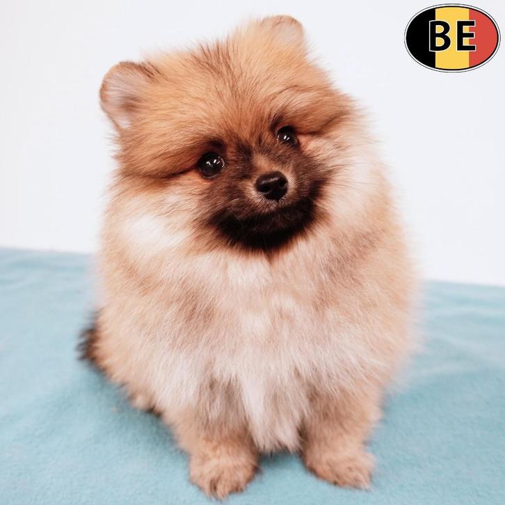 Super schattige Kleine Keesjes - pups te koop (Belgisch), Dieren en Toebehoren, Honden | Poolhonden, Keeshonden en Oertypen, Meerdere dieren