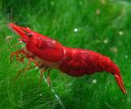 Garnalen red sakura, Kreeft, Krab of Garnaal, Zoetwatervis, Schoolvis