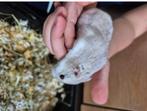 Hamster en Accessoires, Dieren en Toebehoren, Ophalen, Kooi, Hamster