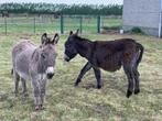 2 ezeltjes, Dieren en Toebehoren, Schapen, Geiten en Varkens