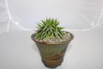 agave vic reg variegated crest, Vetplant, Ophalen of Verzenden, In pot, Minder dan 100 cm