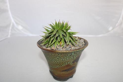 agave vic reg variegated crest, Huis en Inrichting, Kamerplanten, Vetplant, Minder dan 100 cm, Groene kamerplant, Volle zon, In pot