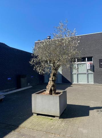 Olijfboom beschikbaar voor biedingen
