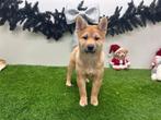 Shiba Inu pups, België, Overige rassen, 8 tot 15 weken, CDV (hondenziekte)