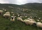 Gezocht walliser schwarznase ooien, Dieren en Toebehoren, Vrouwelijk, Schaap, 3 tot 5 jaar