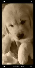 Golden retriever pup reutje, ingeënt, gechipt,, Dieren en Toebehoren, Golden retriever, België, Fokker | Hobbymatig, Reu