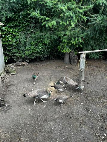 3 jonge pauw hanen disponible aux enchères