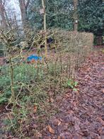 Haagbeuk, Tuin en Terras, Ophalen, Haagbeuk, Haag, 100 tot 250 cm