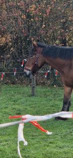 Trekpaard/boerenpaard, Dieren en Toebehoren, Paarden, Gechipt, Ruin, Zadelmak, 3 tot 6 jaar