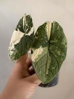 Formes Alocasia Melo Albo Variegata, Autres espèces, Enlèvement ou Envoi, Moins de 100 cm, Plante verte