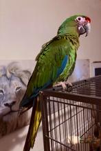 Soldaten ara 2025 handtam, Vrouwelijk, Papegaai, Geringd