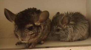 2 chinchillas femelles ebony rpac(cc) et Rpa sc