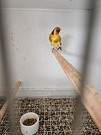 Mâle chardo jaune 2023, Animaux & Accessoires, Oiseaux | Oiseaux Autre, Bagué, Mâle