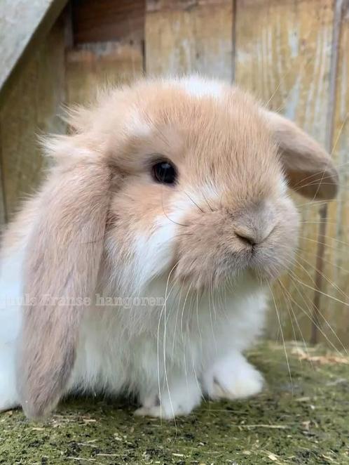 Raszuivere Franse hangoor konijnen groot ras, Dieren en Toebehoren, Konijnen, Groot, Meerdere dieren, Hangoor
