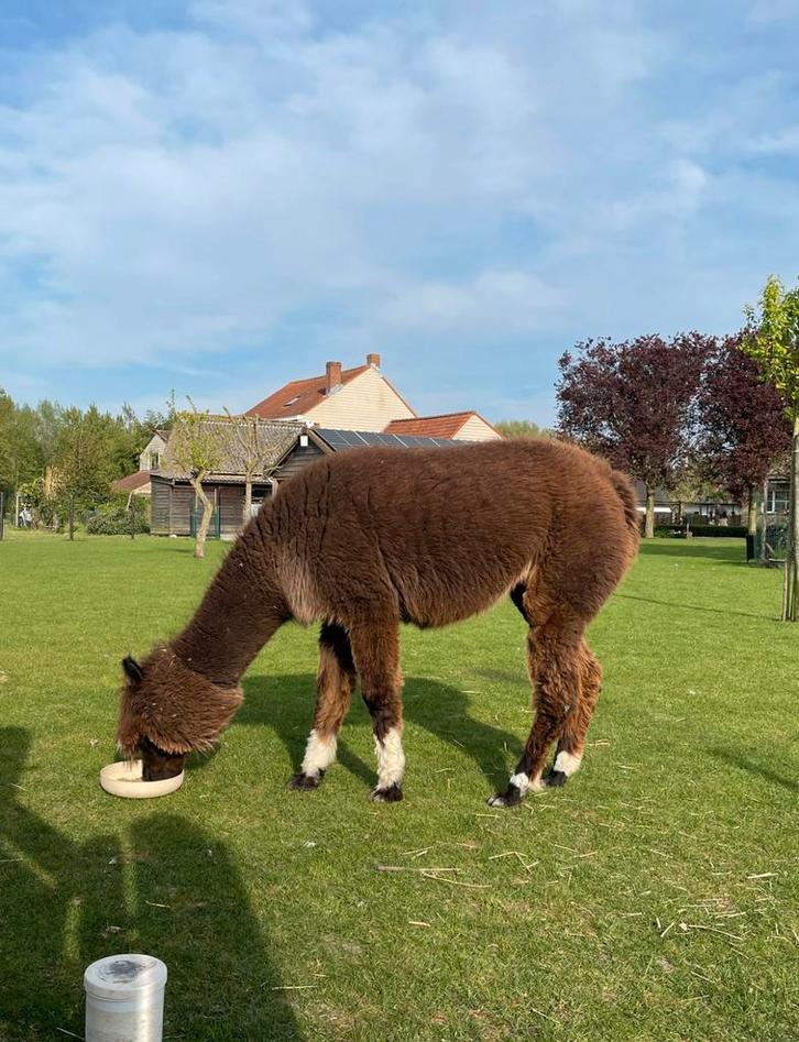 Tamme alpaca merrie, Dieren en Toebehoren, Overige Dieren, Vrouwelijk, Februari