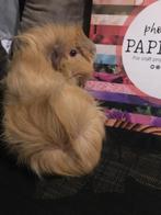 Schattige langharige jonge caviabeer, Dieren en Toebehoren, Knaagdieren, Cavia, Mannelijk, Tam, Oktober