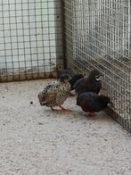 Chinese dwergkwartels koppels 100% natuurbroed, Dieren en Toebehoren, Vogels | Overige Vogels, Meerdere dieren