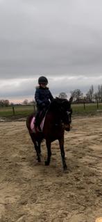 Pony, Dieren en Toebehoren, Merrie, B, 11 jaar of ouder, Recreatiepony