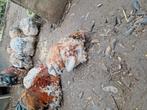 GRATIS kippen en 2 hanen., Dieren en Toebehoren