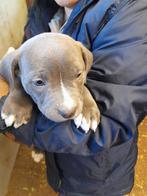 am stafford pups, Dieren en Toebehoren, Honden | Jack Russells en Terriërs, België, Fokker | Hobbymatig, 8 tot 15 weken, American Staffordshire Terriër