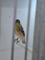 Citroenborstedelzanger mannetje, Animaux & Accessoires, Oiseaux | Oiseaux Autre