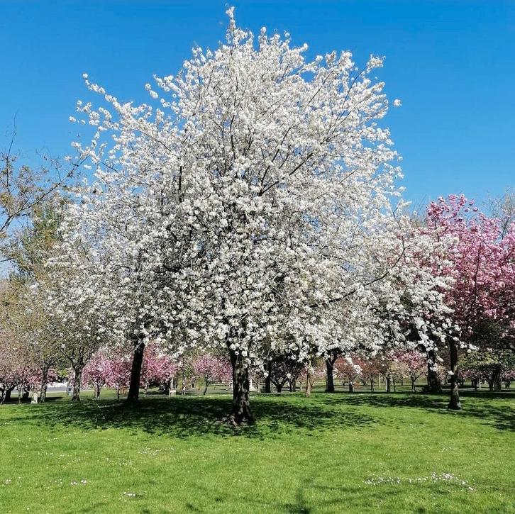 Magnolia kobus & daphne, Tuin en Terras, Planten | Bomen, Halfschaduw, Ophalen