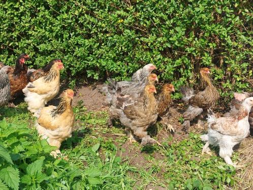 Brahma hennen, Dieren en Toebehoren, Pluimvee