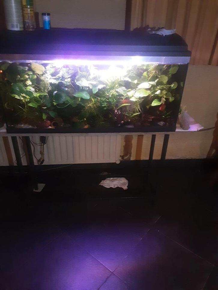 Verschillende aquariums te koop, Dieren en Toebehoren, Reptielen en Amfibieën | Toebehoren, Zo goed als nieuw, Ophalen