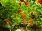 Fel oranje platy's, Animaux & Accessoires, Poissons | Aquariums & Accessoires, Enlèvement, Neuf