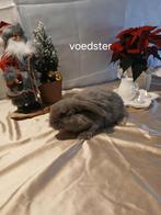 Konijnen, Dieren en Toebehoren, Konijnen, Meerdere dieren, Dwerg, Hangoor, 0 tot 2 jaar