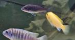 Maylandia Estherae minos reef malawi cichliden, Dieren en Toebehoren, Vissen | Aquariumvissen, Vis, Zoetwatervis