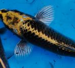 🧐Beverkoi = Japans-Belgische koi GHOST BRONZE & SILVER✨, Dieren en Toebehoren