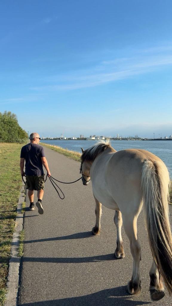 verzorger - halve stal - Berendrecht/Zandvliet, Dieren en Toebehoren, Pony's, Ruin, D pony (1.37m tot 1.48m), 7 tot 10 jaar, Met stamboom