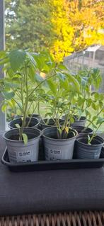 tomaten planten, Tuin en Terras, Planten | Struiken en Hagen, Ophalen