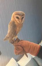 Handtamme kerkuil te ruil tegen handtamme papegaai, Dieren en Toebehoren, Papegaai