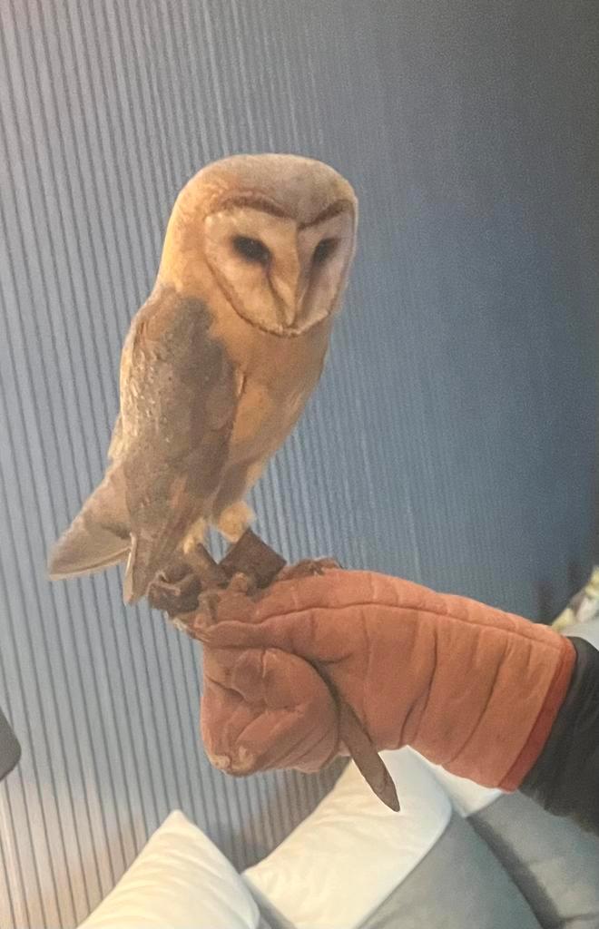 Handtamme kerkuil te ruil tegen handtamme papegaai, Dieren en Toebehoren, Vogels | Parkieten en Papegaaien, Papegaai