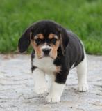 Beagle pups, Dieren en Toebehoren, België, Beagle, CDV (hondenziekte), 8 tot 15 weken