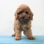 Cavapoo pups te koop, Dieren en Toebehoren, 15 weken tot 1 jaar, Buitenland, CDV (hondenziekte), Meerdere
