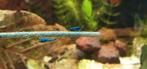 Blue dream garnalen, Dieren en Toebehoren