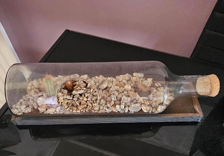 Terrarium en forme de bouteille, Maison & Meubles, Plantes d'intérieur, Cactus, Moins de 100 cm, Plante verte, Enlèvement