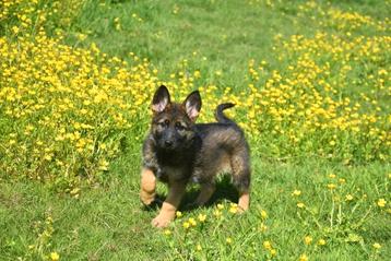 Prachtige Duitse Herder pup, Dieren en Toebehoren, Honden | Herdershonden en Veedrijvers, België, CDV (hondenziekte), 8 tot 15 weken