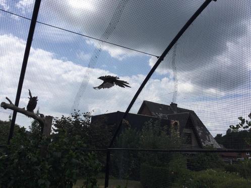 Roodvleugelspreeuwen spreeuwen en andere, Dieren en Toebehoren, Vogels | Overige Vogels